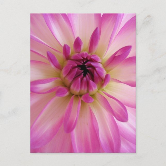 Dahlia Postcard (Front)