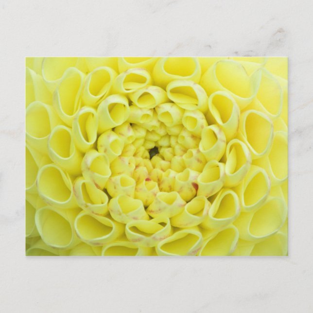 Dahlia Postcard (Front)