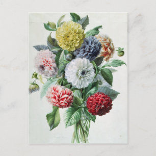Dahlia Postcard