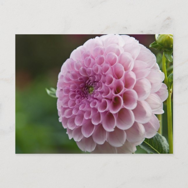Dahlia Postcard (Front)