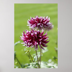 Dahlia  Poster