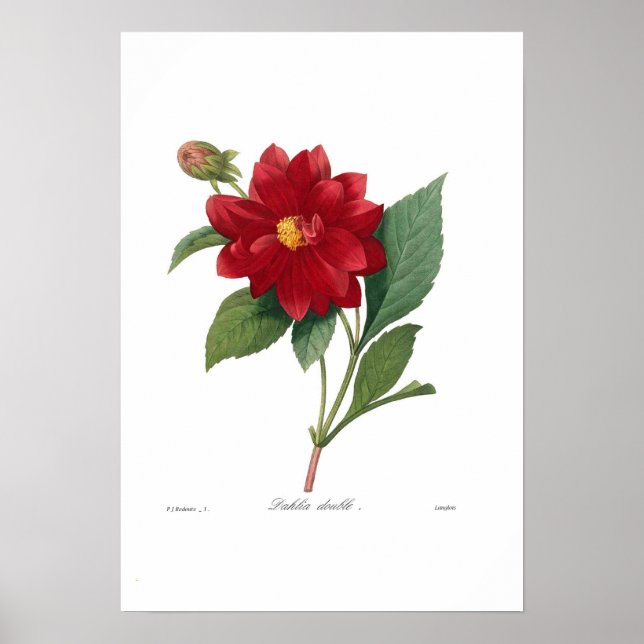 Dahlia Poster (Front)