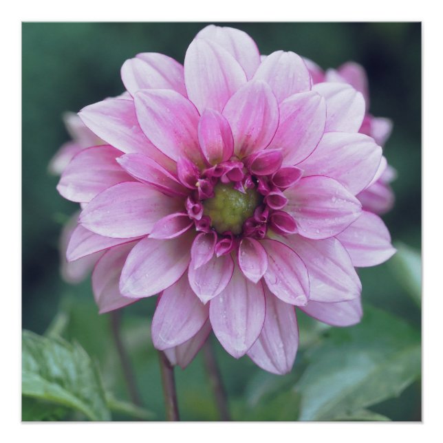 Dahlia Poster (Front)
