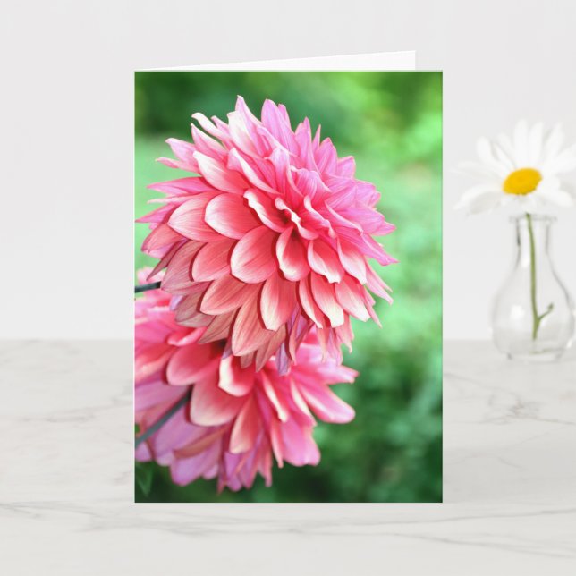 Dahlia profile card (Small Plant)