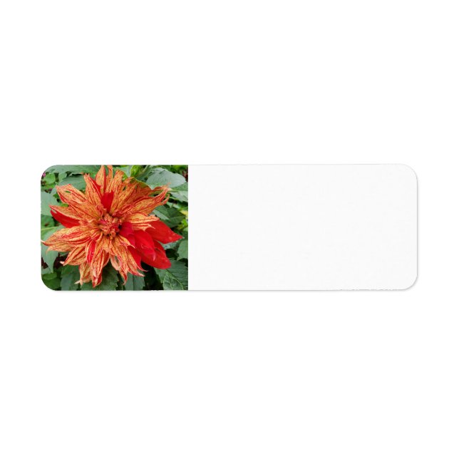 Dahlia Return Address Label (Front)