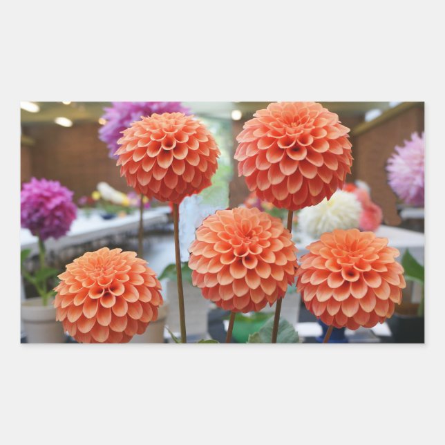 Dahlia Rose Toscano #1-2 Stickers (Front)