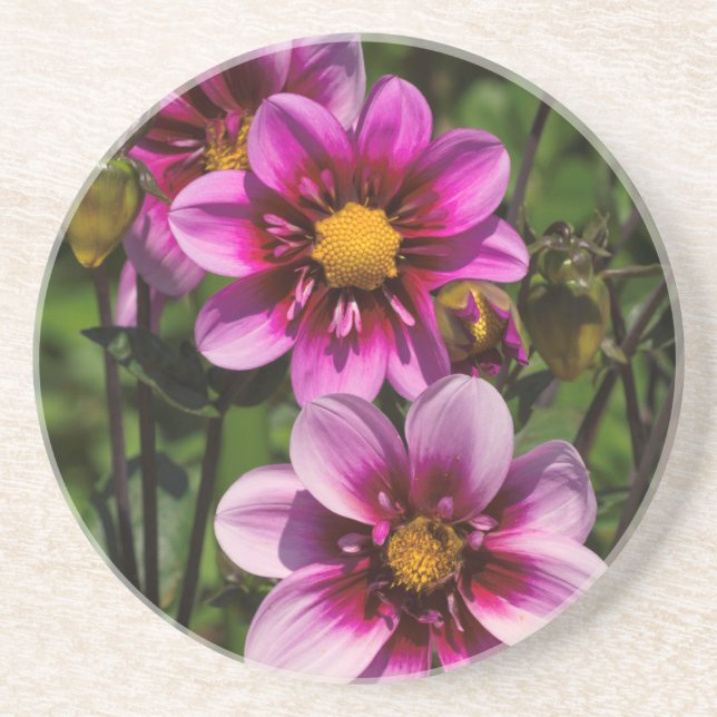 Dahlia Trio Coaster (Front)