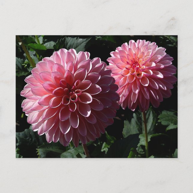 Dahlia Valley Porcupine #1 Postcard (Front)