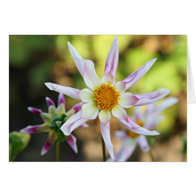 Dahlia, Willie Willie (Front Horizontal)