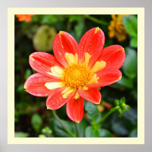 Dahlia with raindrops poster