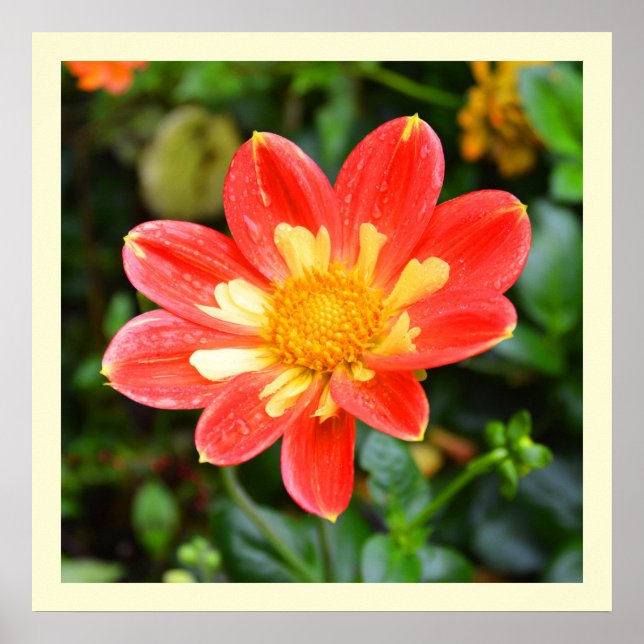 Dahlia with raindrops poster (Front)