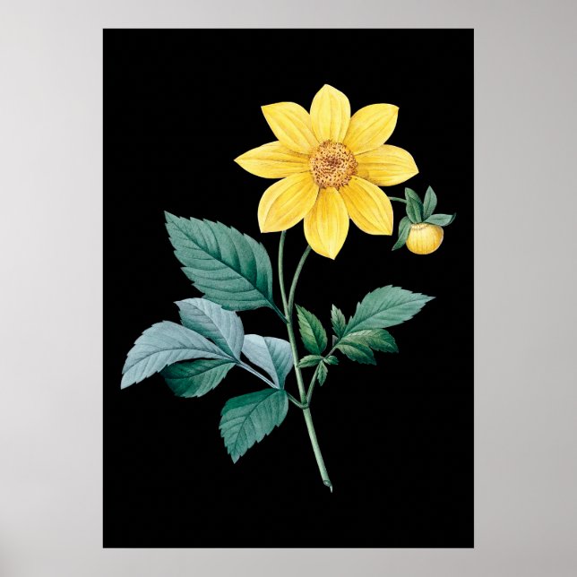 Dahlia yellow flower black poster (Front)