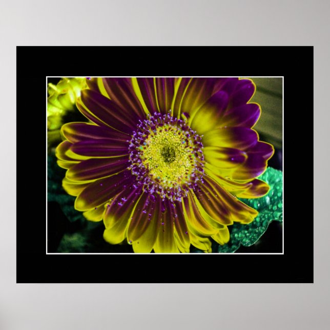 Dahlia Yellow Poster (Front)