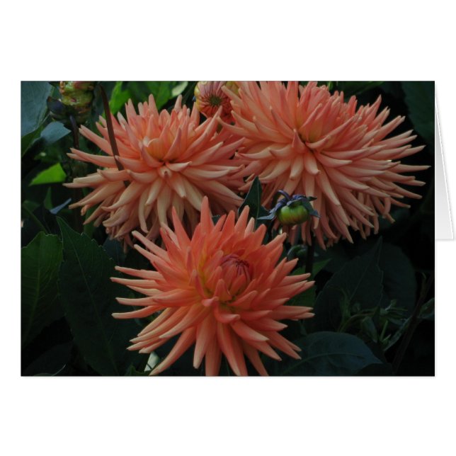 Dahlias (Front Horizontal)