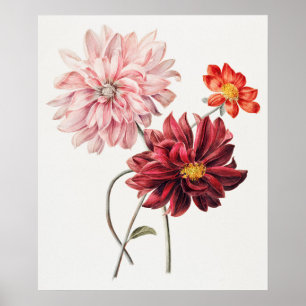 Dahlias by Willem Hekking  Poster