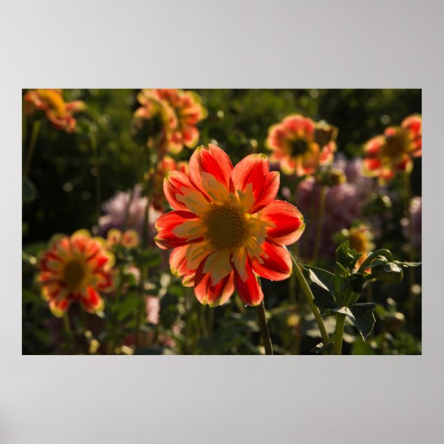 Dahlias, dahlia farm, Canby, Oregon, USA 2 Poster (Front)
