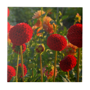 Dahlias, dahlia farm, Canby, Oregon, USA 3 Ceramic Tile
