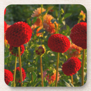 Dahlias, dahlia farm, Canby, Oregon, USA 3 Coaster