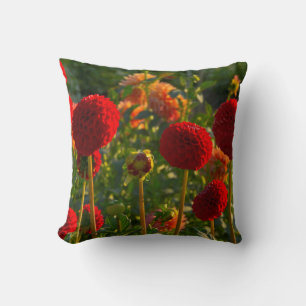 Dahlias, dahlia farm, Canby, Oregon, USA 3 Cushion