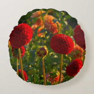 Dahlias, dahlia farm, Canby, Oregon, USA 3 Round Cushion