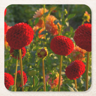 Dahlias, dahlia farm, Canby, Oregon, USA 3 Square Paper Coaster