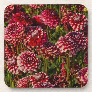 Dahlias, dahlia farm, Canby, Oregon, USA 4 Coaster