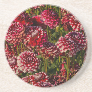 Dahlias, dahlia farm, Canby, Oregon, USA 4 Coaster