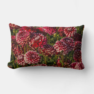 Dahlias, dahlia farm, Canby, Oregon, USA 4 Lumbar Cushion