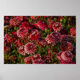 Dahlias, dahlia farm, Canby, Oregon, USA 4 Poster