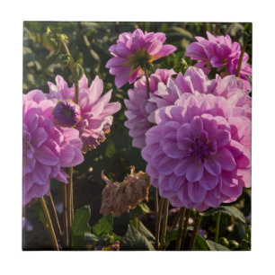 Dahlias, dahlia farm, Canby, Oregon, USA 5 Ceramic Tile