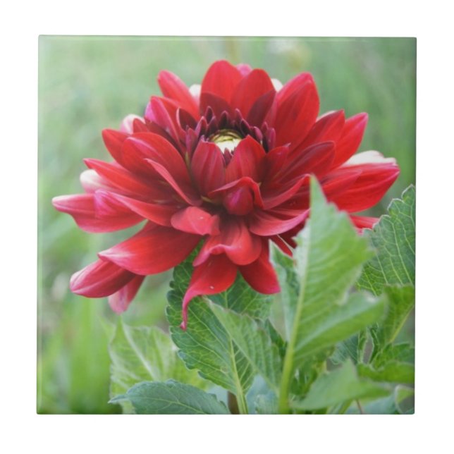 Dahlias Flower Ceramic Tile (Front)