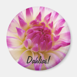 Dahlias! magnet Pink White Dahlia Flower