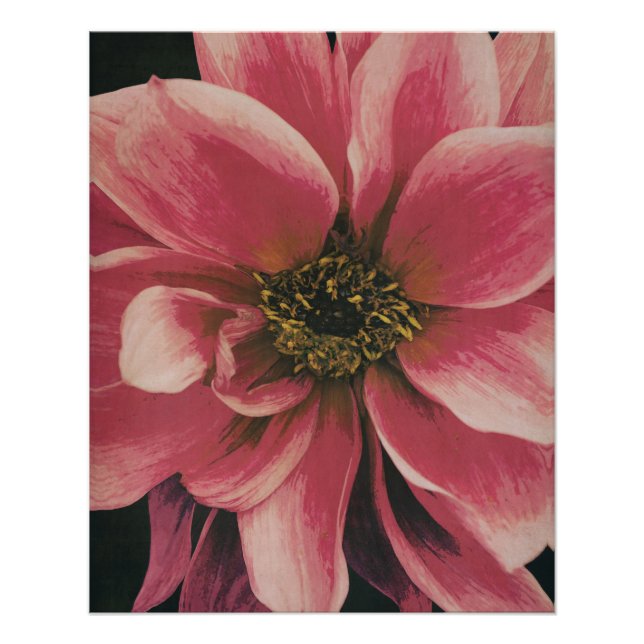 Dahlie Poster (Front)