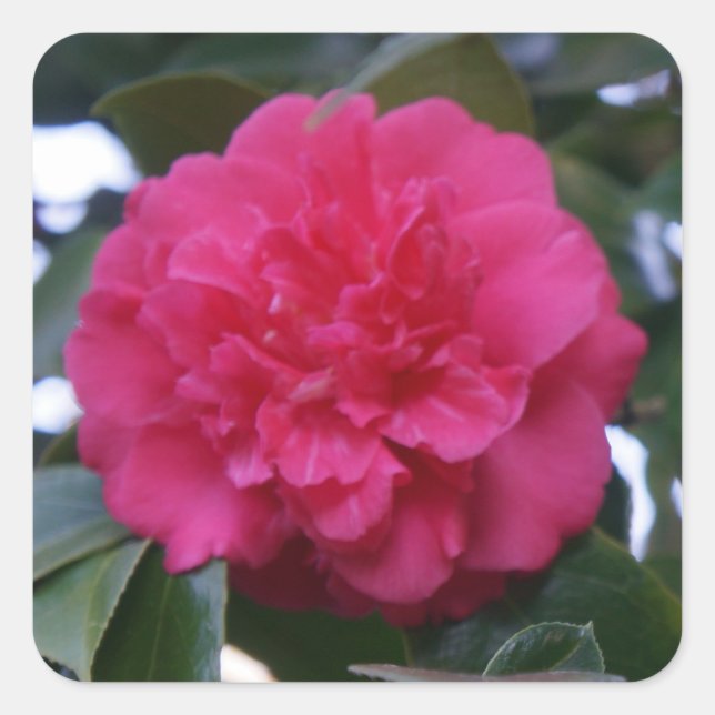 Daikagura Red Camellia Stickers (Front)