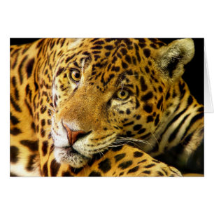 Daimler the Jaguar
