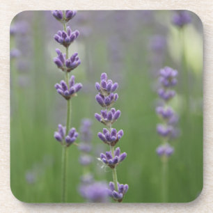 Dainty Lavender Coaster