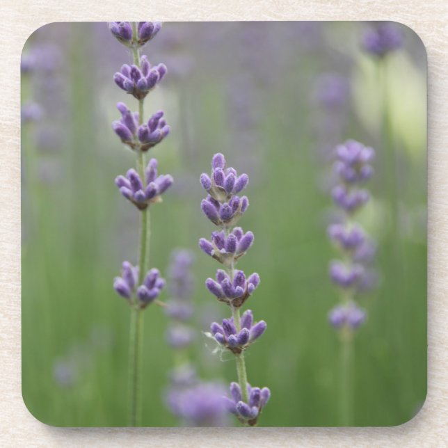 Dainty Lavender Coaster (Front)