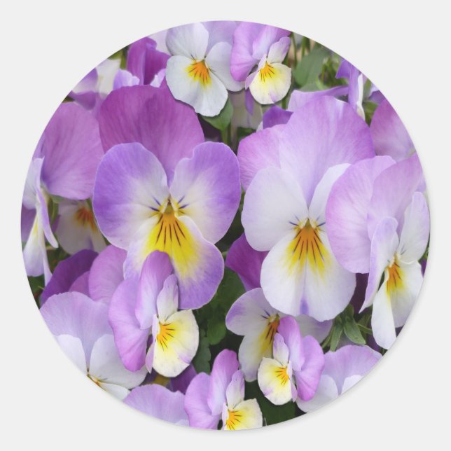 Dainty Violas Classic Round Sticker (Front)