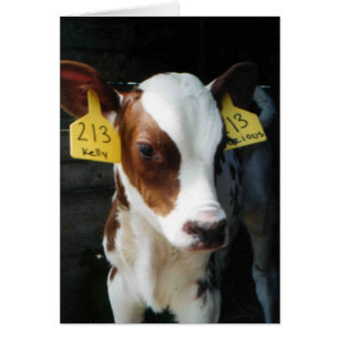 Dairy Calf Calves Baby Cows Farm Kelly Photo