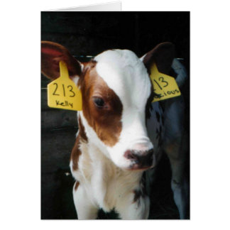 Dairy Calf Calves Baby Cows Farm Kelly Photo