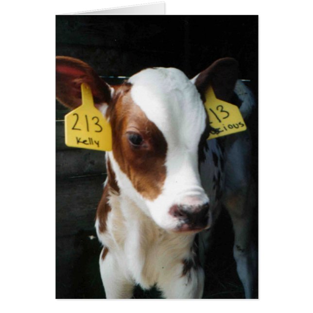 Dairy Calf Calves Baby Cows Farm Kelly Photo (Front)