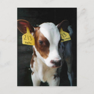Dairy Calf Calves Baby Cows Farm Kelly Photo Postcard