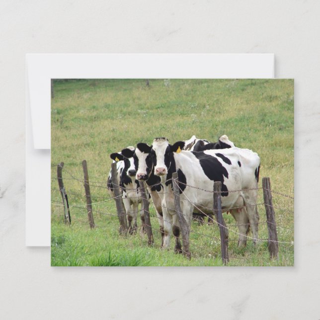 Dairy Cattle (Front)