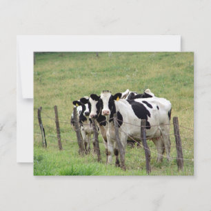 Dairy Cattle