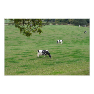 Dairy Cattle in the English Countryside Photo Print