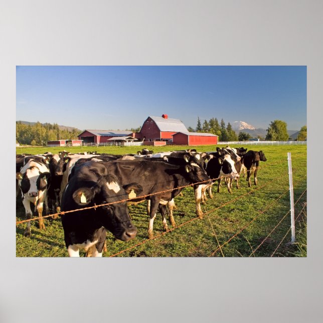 Dairy Cattle, Red Barn and Mount Rainier Print (Front)