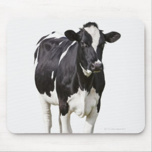 Dairy cow (Bos taurus) on white background Mouse Pad