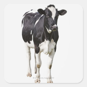 Dairy cow (Bos taurus) on white background Square Sticker