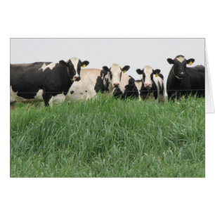 Dairy Cow Card