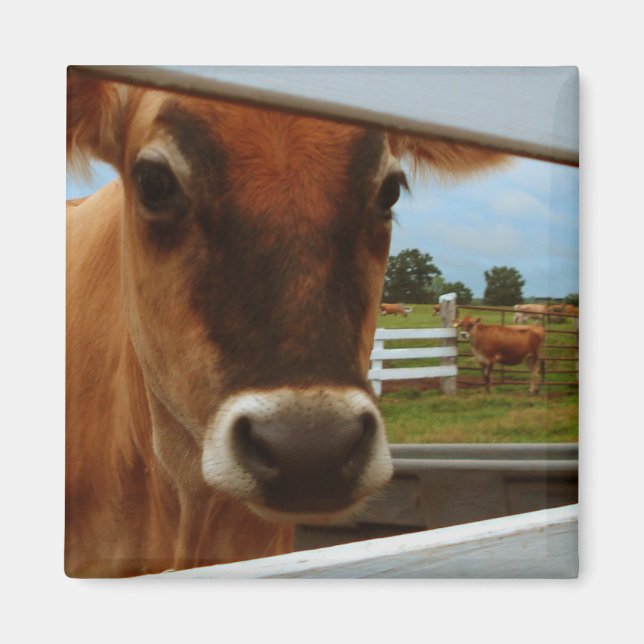 Dairy Cow Magnet (Front)